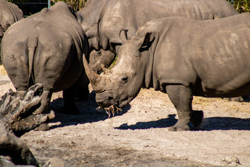 Obraz premium Southern white rhino