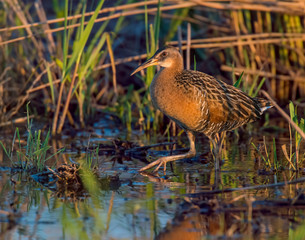 King Rail in a marsh