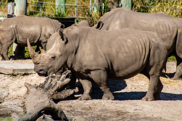 Southern white rhino