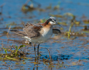 Wilson's Phalarope