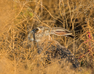Jack Rabbit