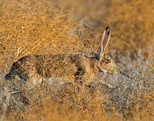 Jack Rabbit