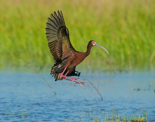 White-faced Ibis
