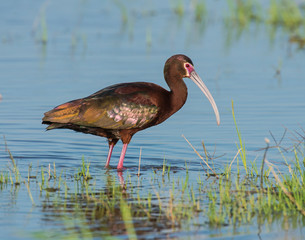 White-faced Ibis