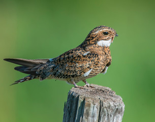 Common Nighthawk