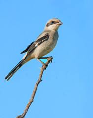 Loggerhead Shrike