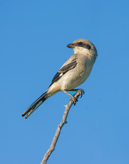 Loggerhead Shrike
