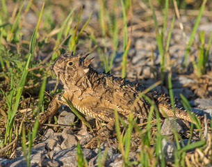 Texas Horned Lizard