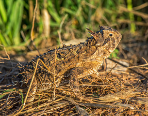 Texas Horned Lizard