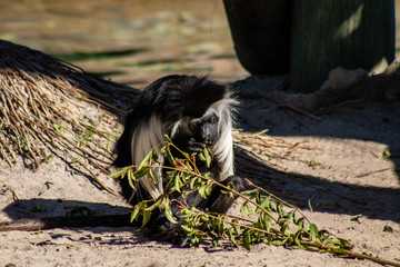 Angolan Colobus Monkey