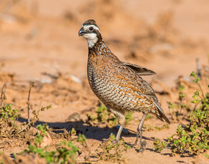 Bobwhite Quail