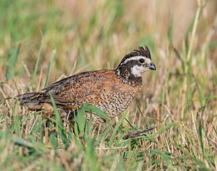 Bobwhite Quail