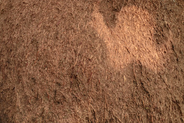The root of the Chanot tree at Ban Dung at Kham Chanot