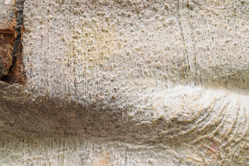 Image of wood texture background