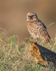 Burrowing Owl