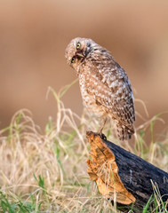 Burrowing Owl