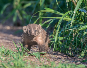 Young Badger