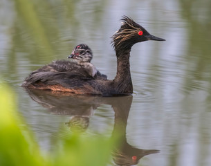 Eared Grebe with chick