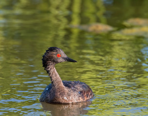 Eared Grebe