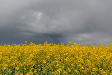 Agricultural Growth -Various Fields - Agriculture Farming Field