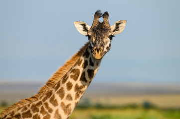 giraffe