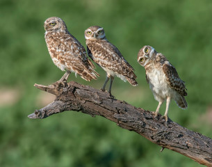 A group of young Burrowing Owls near the burrow