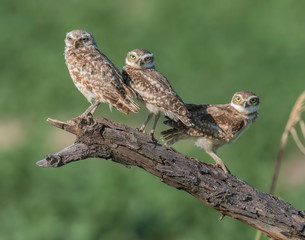 A group of young Burrowing Owls near the burrow