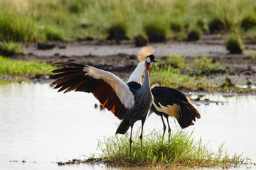 Crowned crane