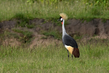Crowned crane