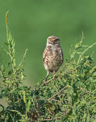 Burrowing Owl