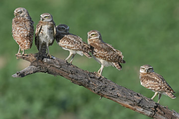 A group of young Burrowing Owls near the burrow