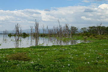 lake naivasha