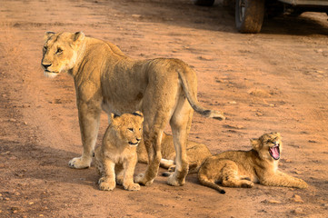 lions