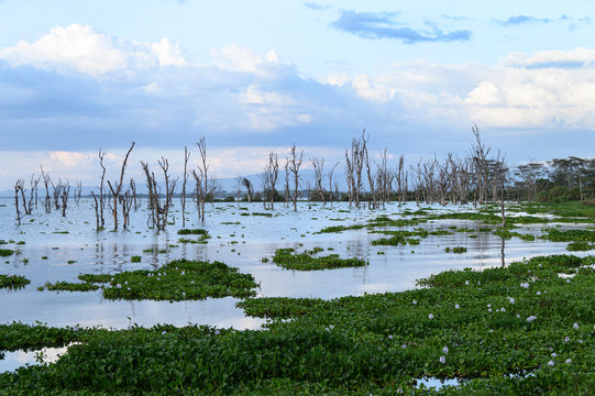 lake naivasha