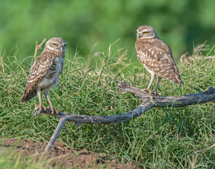 A group of young Burrowing Owls near the burrow