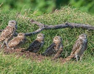 A group of young Burrowing Owls near the burrow