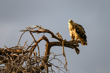 africa bird