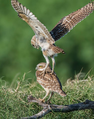 Burrowing Owls competing over a perch