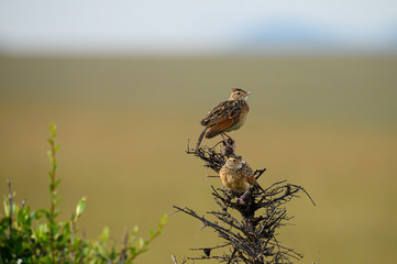 africa bird - Mirafra hypermetra - Riesenlerche - Kenia © Marko