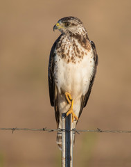 Swainson's Hawk