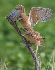 Burrowing Owl