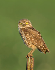 Burrowing Owl