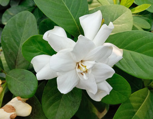 Naklejka premium Gardenia flower blooming on green leaves background closeup in the garden is a shrub about 1-2 meters high, branching very branches. Stems slender, conical, lanceolate, lanceolate, and lanceolate. 