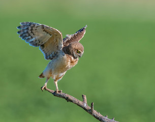 Young Burrowing Owl learning to fly