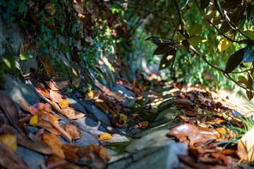 autumn leaves