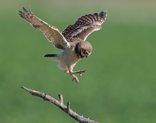Young Burrowing Owl learning to fly