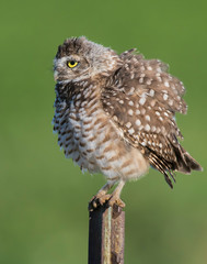 Burrowing Owl