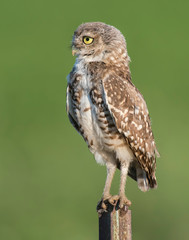 Burrowing Owl