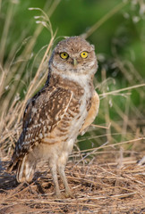 Burrowing Owl