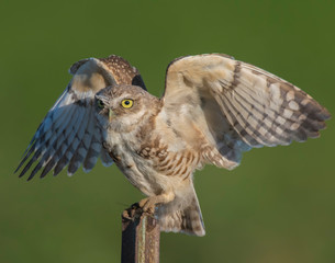 Burrowing Owl